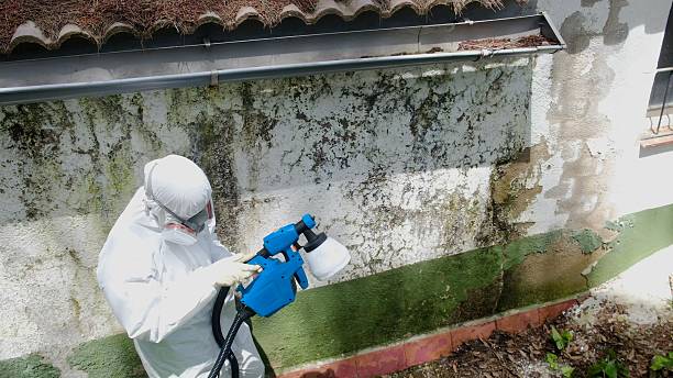 Top rated local Mold Remediation specialists in Totowa, NJ